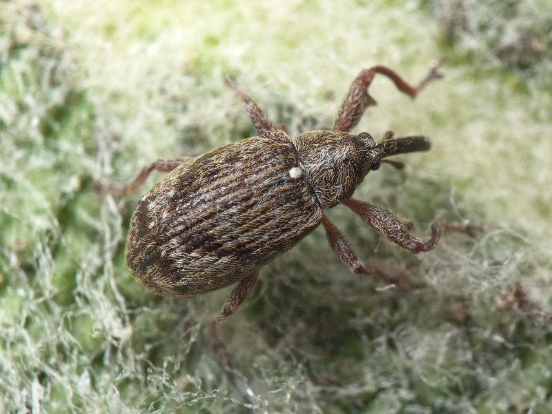 Anthonomus (Anthonomus) pomorum (Linnaeus, 1758)